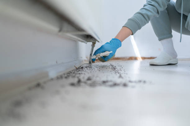 Wasp Removal Services in Selbyville, DE